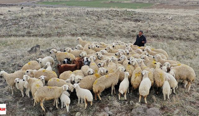 Tokat'ta Yabancı Çobanlar İçin Çalışma İzni Başvuruları Başladı: İşte Tüm Şartlar