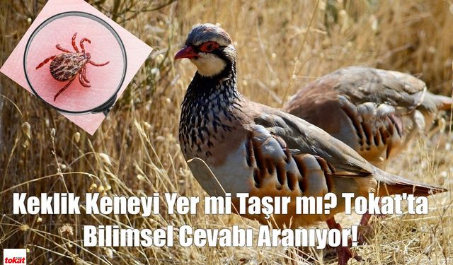 Keklik Keneyi Yer mi Taşır mı? Tokat'ta Bilimsel Cevabı Aranıyor!