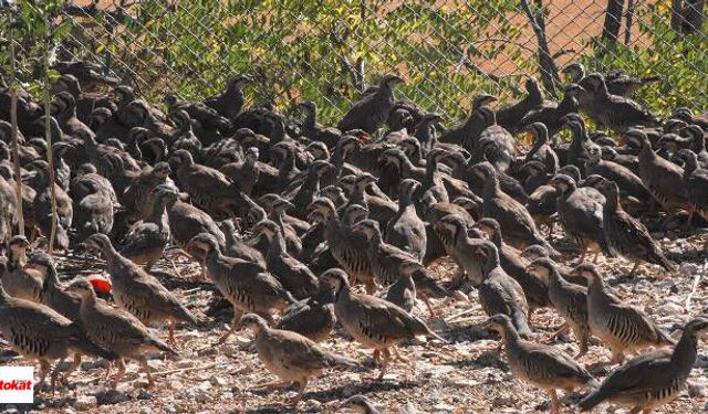 51 Bin Keklik ve Sülün Doğaya Salınıyor: 156 Noktada Av Yasağı Başlıyor