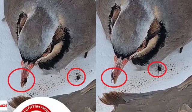 51 Bin Kanatlı Salınıyor: Kene ve Kokarcaya Doğal Operasyon Başladı