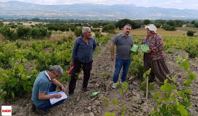 Tokat'ta Bağlarda Kalıntıya Karşı Sıkı Takip: Biyoteknik Mücadele Devam Ediyor