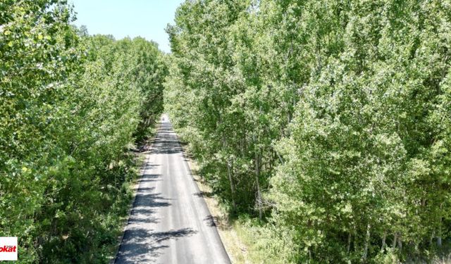 Tokat’ta Doğanın Sanatı: Ağaç Tünelli Köy Yolu Görenleri Büyülüyor