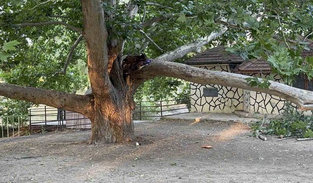 Piknik alanında ağacın dalı vatandaşların üzerine devrildi: 11 yaralı