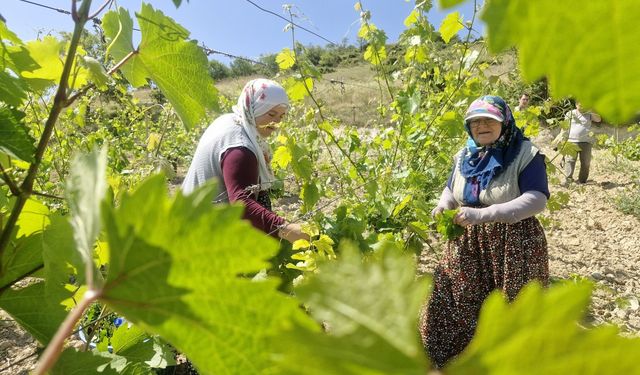 Erbaa’nın Altın Yaprağı Ekonomiyi Şaha Kaldırdı: 2 Milyar Liralık Dev Getiri Bekleniyor