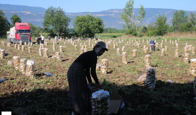 Tokat'ta Patates Bereketi: 30 Bin Ton Rekolte Bekleniyor