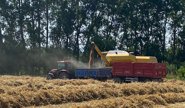 Tokat'ta  Tek Sulama'da 800 KG Verim  Savatra ve Buhara Buğdayları Altın Gibi Parladı