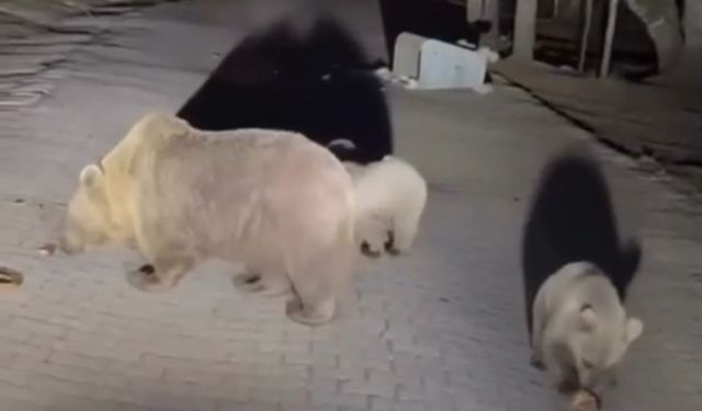 Ayıları yakından görmek isterken saldırıya uğradılar
