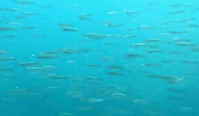 Dünyanın en büyük sodalı gölünde inci kefallerinin sualtı şöleni