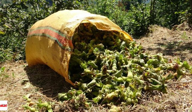 Karadeniz’de fındık hasadı bitti: Üretici için uykusuz geceler başladı
