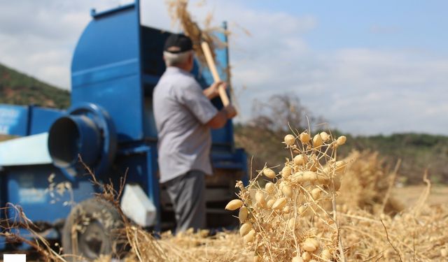Pazar’da Yerli Tohumla Büyük Başarı: Azkan Nohutu Yüzleri Güldürdü