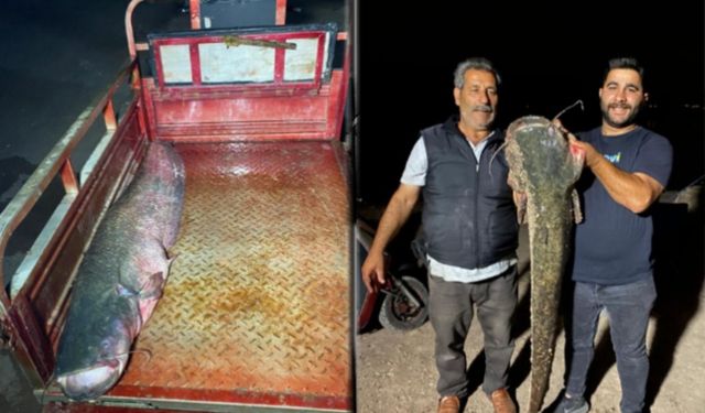 Almus Barajı’nda Yakalandı: Boyu Tam 153 Santimetre, 40 Kilo