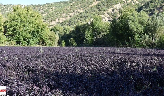Toprağın Mor Altını Kilosu 1500 TL Eken Biçen Servet Sahibi Oluyor Altın Gümüş Yanına Yaklaşamıyor