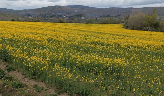 Kanolalar çiçek açtı: Tarlaları sarıya boyadı