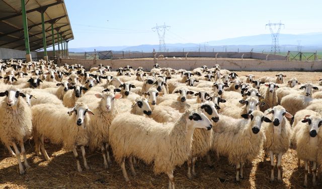 Kuzularla anneleri böyle buluştu