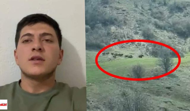 Domuz sürüsü çiftçinin kamerasına yansıdı