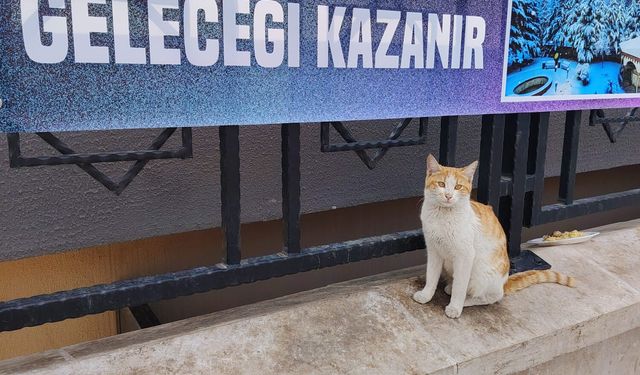 Kedi Kadar Kıymeti Bilinmeyen Meslek