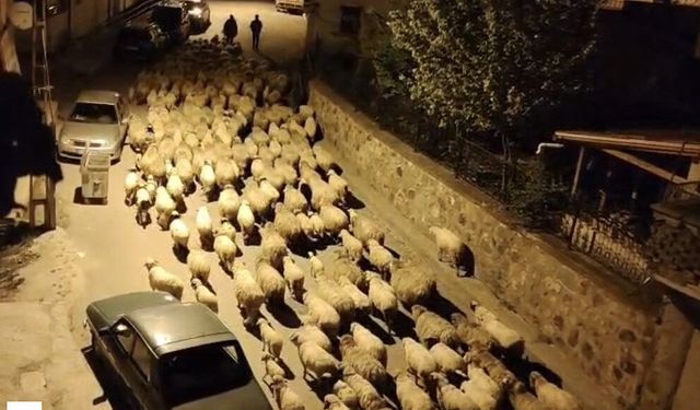 Koyunlar Kuzu Yaptı, Yaylalar Doldu Taştı