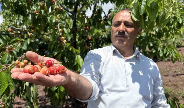 Tokat'ta Erkenci Kiraz Kabusu: Bu Kez Tadından Değil Yağmurdan Yarıldı