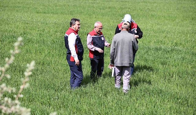 Yağışlar sonrası çiftçilere hububat tarlalarında hastalık riski uyarısı