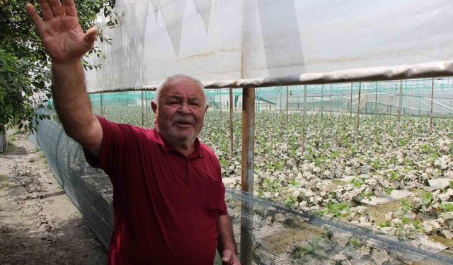 Yeşiırmak taştı, diktiği binlerce kök fidesi zarar gördü