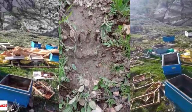 Aç kalan ayı kovanları parçaladı, kaçarken görüntülendi