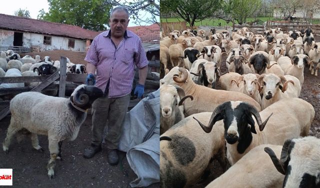 Erbaa’da Kurbanlık Hareketliliği Başladı: Besici Atıf Baş’tan Fiyat Açıklaması