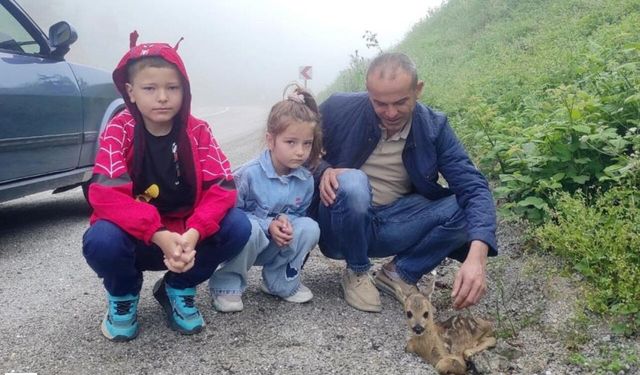 Yaralı Karaca'yı Duyarlı Vatandaş Kurtardı