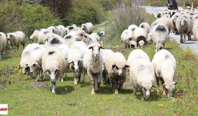 Tokat’ta Hayvancılıkla Uğraşanlara Yeni Fırsat! 9 Kasım’da Başlıyor