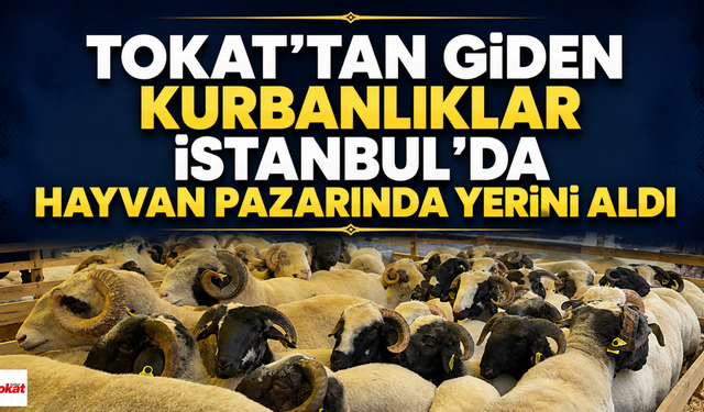 Tokat'tan Giden Kurbanlıklar İstanbul'da Hayvan Pazarında Yerini Aldı