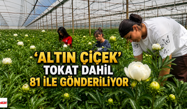'Altın Çiçek' Tokat Dahil 81 İle Gönderiliyor