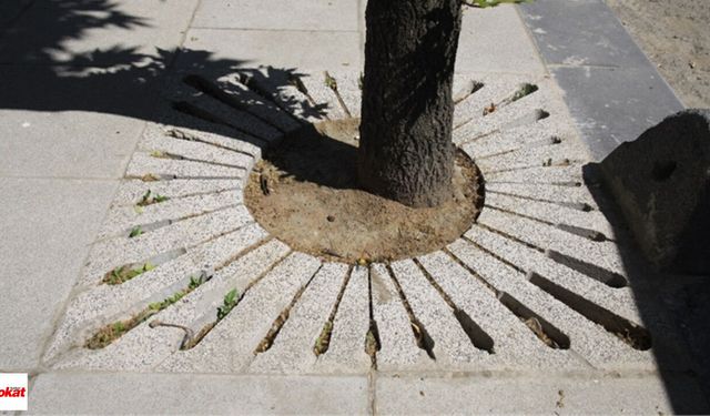 Ağaç Altı Izgara Satın Alınacak