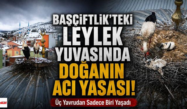 Başçiftlik'teki Leylek Yuvasında Doğanın Acı Yasası! Üç Yavrudan Sadece Biri Yaşadı