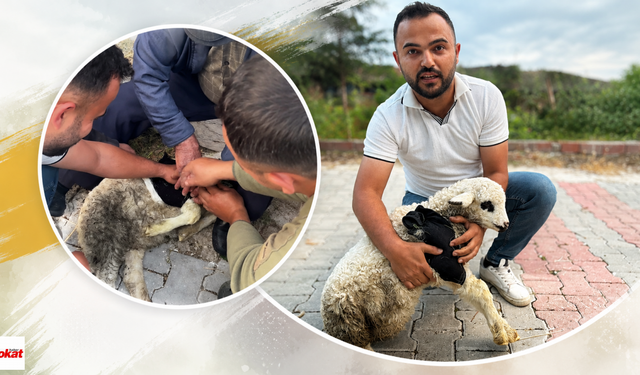 Veteriner Değil Sağlıkçı Kurtarmaya Koştu! Yaralı Kuzu İçin Seferber Oldular
