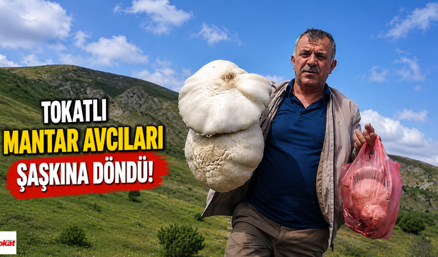 Tokatlı Mantar Avcıları Şaşkına Döndü