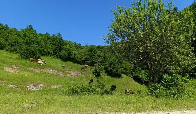 Niksar'ın Unutulan Köylerinde Büyük Potansiyel Yatıyor