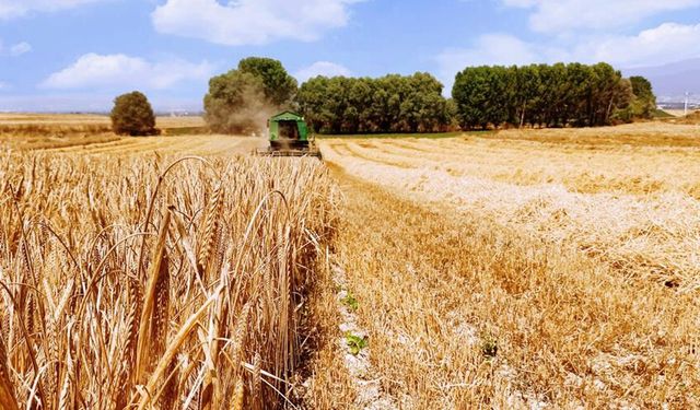 Tarım Ambarında Büyük Rekor Kırıldı  Dönüm Başına 2.600 Verim Alındı Topraktan Mucize Çıktı