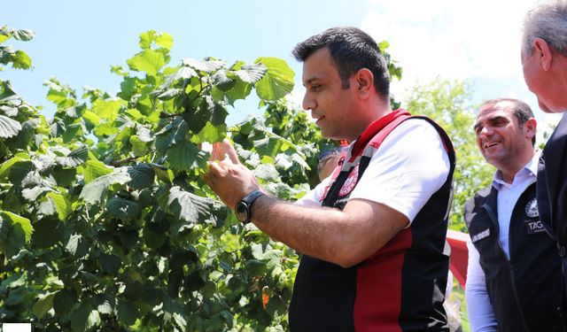 Tokat'ın 'Yeşil Altın'ı İçin 6 Bin 552 Kişilik Dev Koruma Ordusu Görev Yapacak Hepsi  Birden Salındı