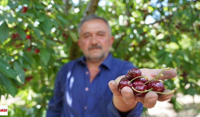 Geçen Yıl Don Vurdu, Bu Yıl Dallar Bereketle Doldu! Tokatlı Üreticinin Yüzü Güldü