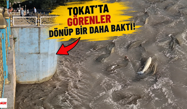 Tokat Balıklıgöl'ü aratmadı: Yeşilırmak'ta gören dönüp bir daha baktı
