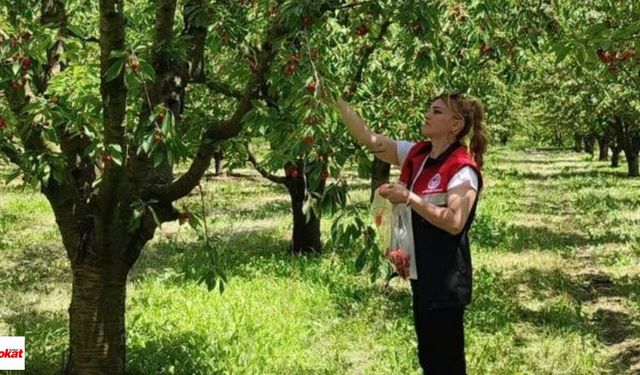 Dalından Sofraya Uzanan Emek: Turhal Çarıksız’da Kiraz Hasadı