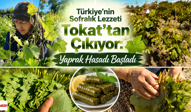 Türkiye’nin Sofralık Lezzeti Tokat’tan Çıkıyor: Yaprak Hasadı Başladı