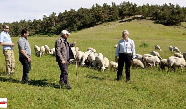 Tokat’ta Yayla ve Meralarda Bereketli Sezon Sinyali