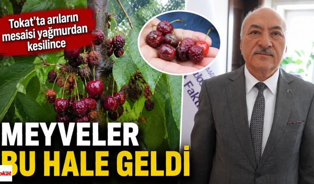Tokat'ta arıların mesaisi yağmurdan kesilince meyveler bu hale geldi