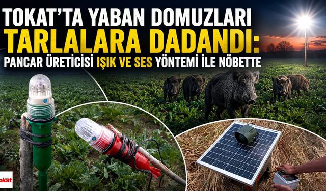 Tokat'ta Yaban Domuzları Tarlalara Dadandı: Pancar Üreticisi Işık ve Ses Yöntemi ile Nöbette