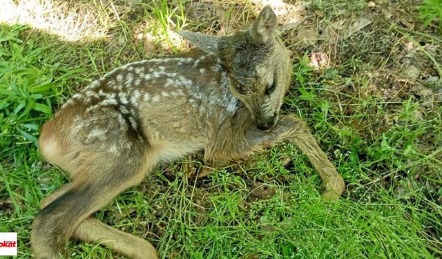 Tokat’ta Yaralı Halde Bulunan Karaca Koruma Altına Alındı