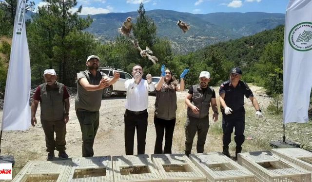 Tokat'ta Doğaya 200 Keklik Salındı: Zararlılarla Biyolojik Mücadele Güçleniyor