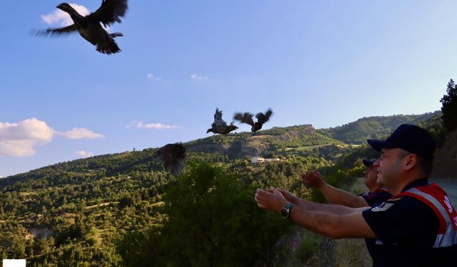 Tokat'ta Doğal Yaşama Büyük Destek 100 Keklik Gökçe Köyü Kırsalında Özgürlüğe Salındı