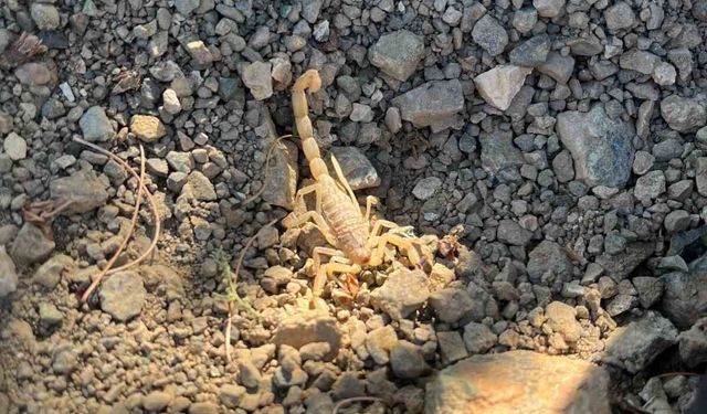 Vişne toplarken akrep sokan şahıs hastaneye kaldırıldı