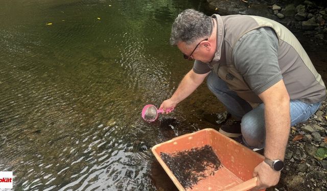 Tokat'ın Derelerine 21 Yılda Binlerce Doğal Alabalık Bırakıldı