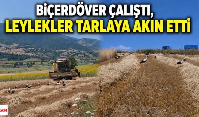 Biçerdöver Çalıştı, Leylekler Tarlaya Akın Etti